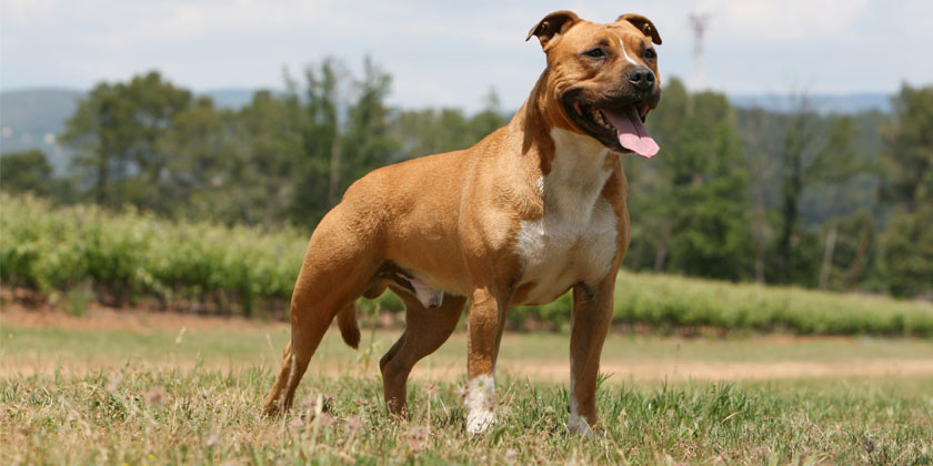 Quelle assurance pour un chien catégorie 2