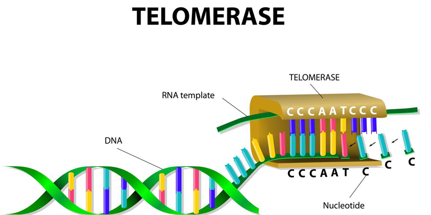 La télomérase