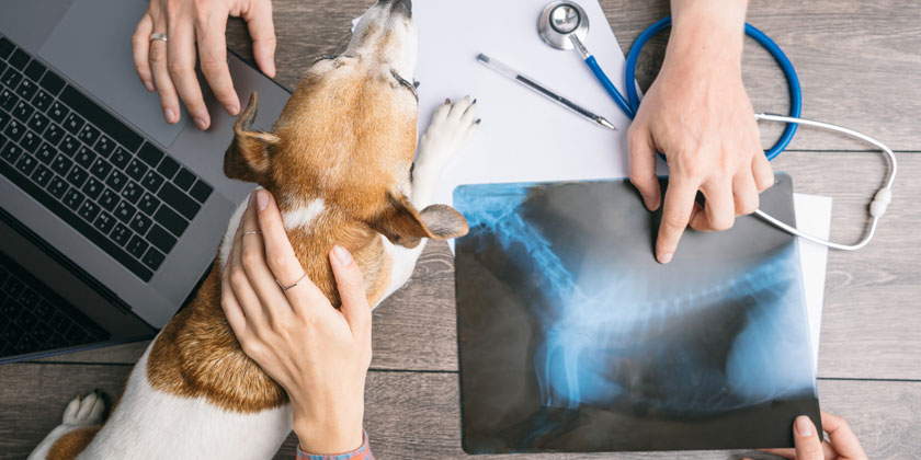 Vétérinaires orthopédique