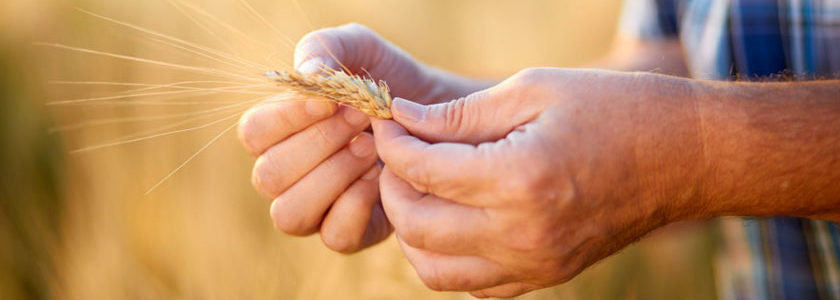 céréales