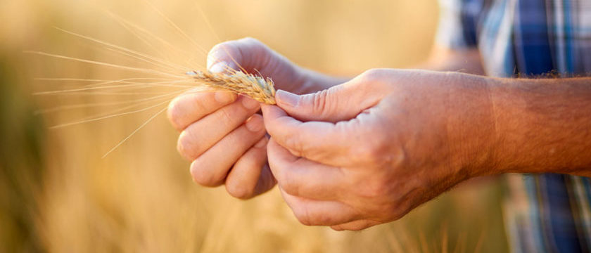 céréales