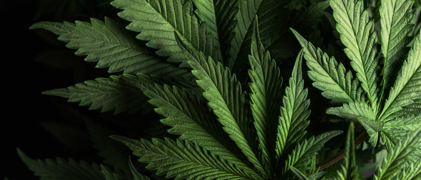 CBD
