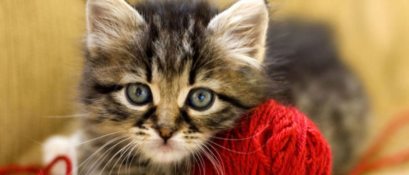 chat