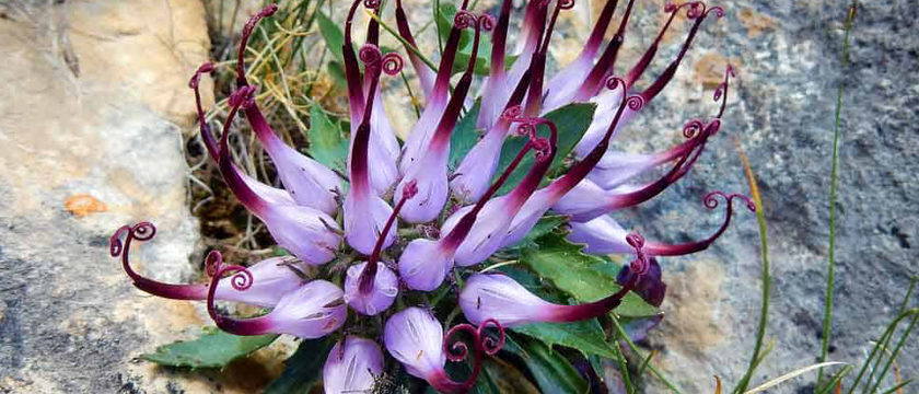 harpgophytum