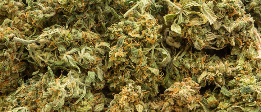 Fleurs de CBD