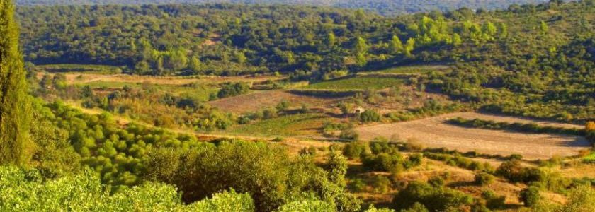 vins du Languedoc-Roussillon