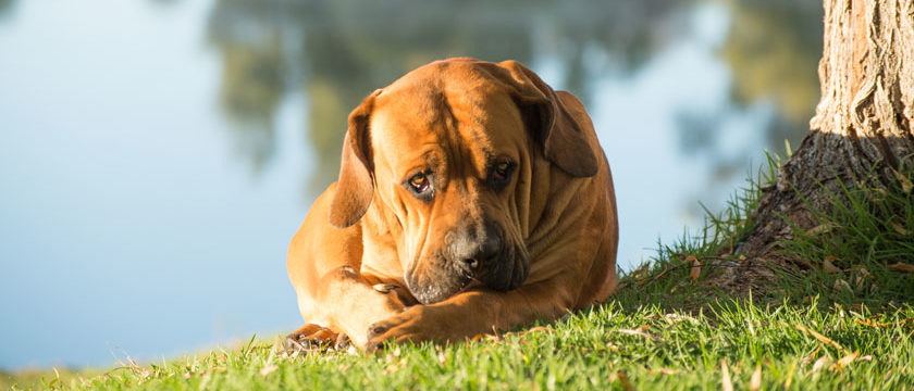 calmant chien
