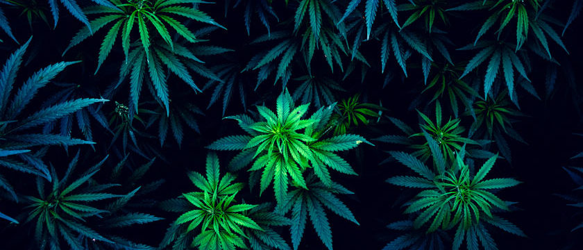 CBD