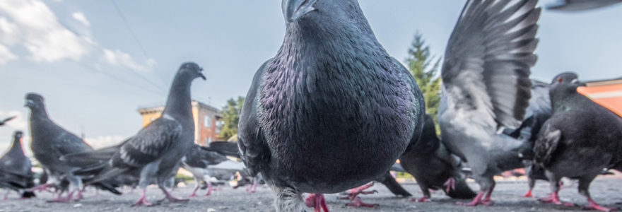 Dépigeonnage dans le Val d'Oise