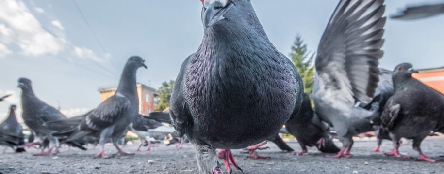 Dépigeonnage dans le Val d'Oise