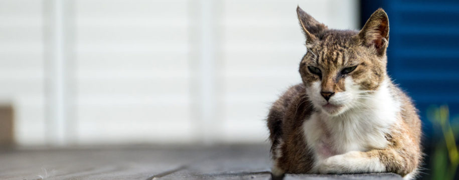 L'arthrose chez les chats âgés