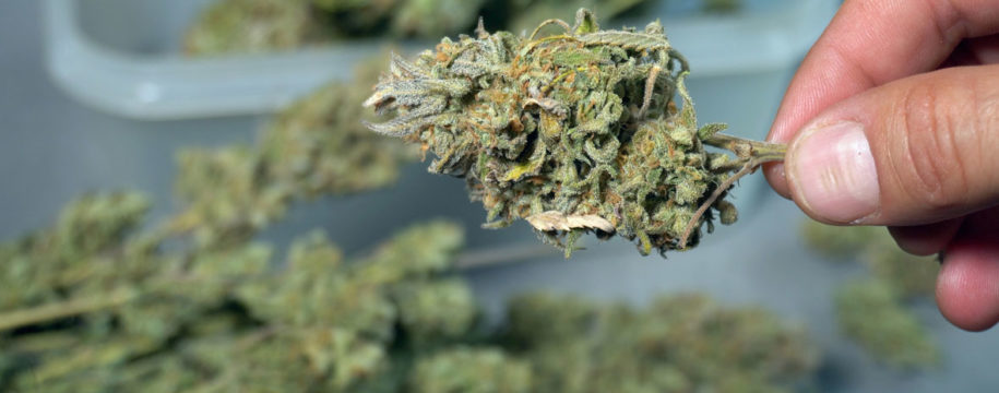 fleurs de CBD
